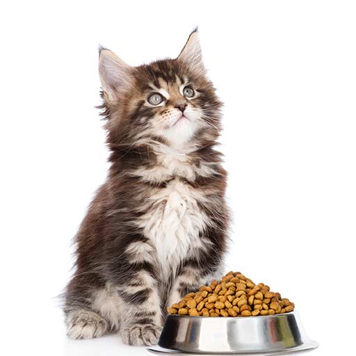 Best Rated Cat Food Bowls